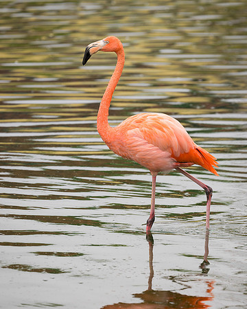 Flamingo