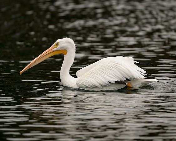 Pelican