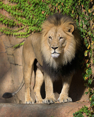 Lion