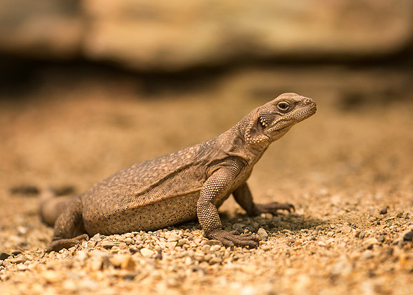 Chuckwalla