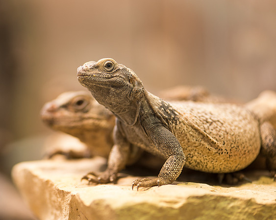 Chuckwalla