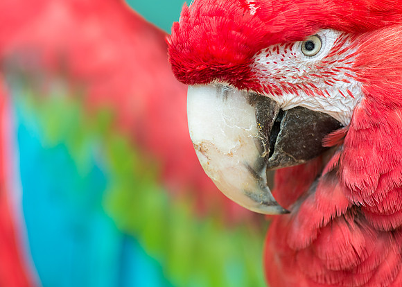 Green-winged macaw