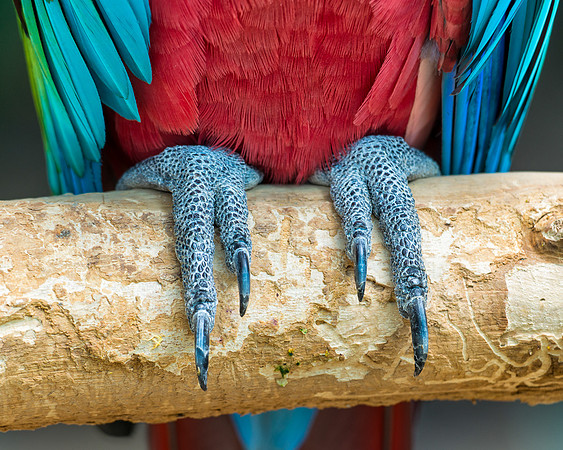 Blue feet