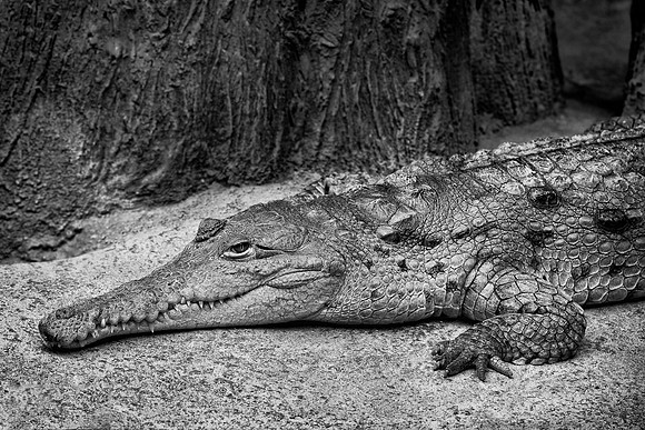 Orinoco Crocodile (B&W version)