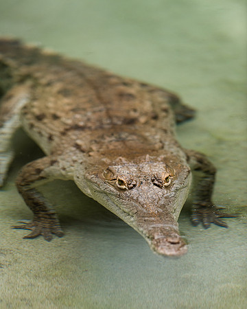 Orinoco Crocodile