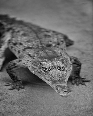 Orinoco Crocodile (B&W version)