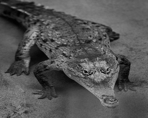 Orinoco Crocodile