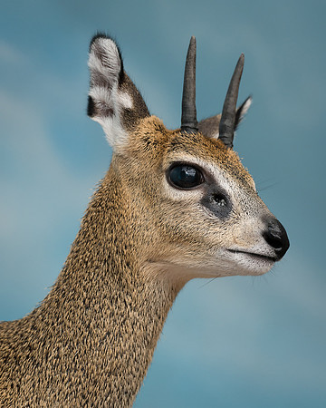 Klipspringer