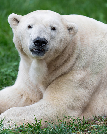 Polar bear