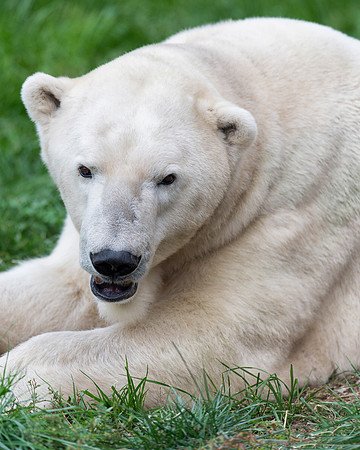 Polar bear