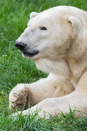 Polar bear