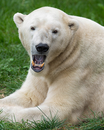 Polar bear