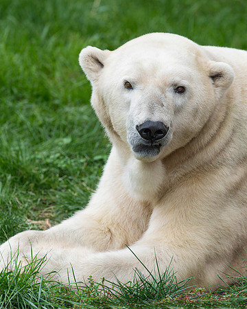 Polar bear