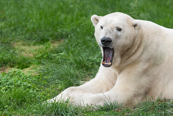 Polar bear