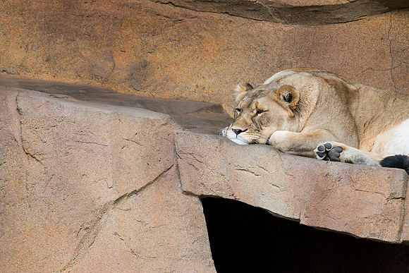 Tired tiger
