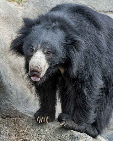Sloth bear