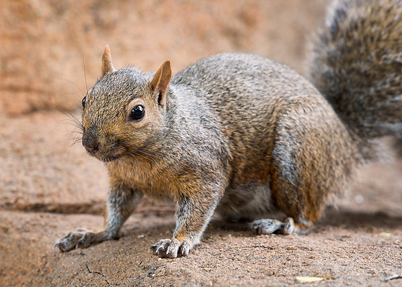 Ground squirrel