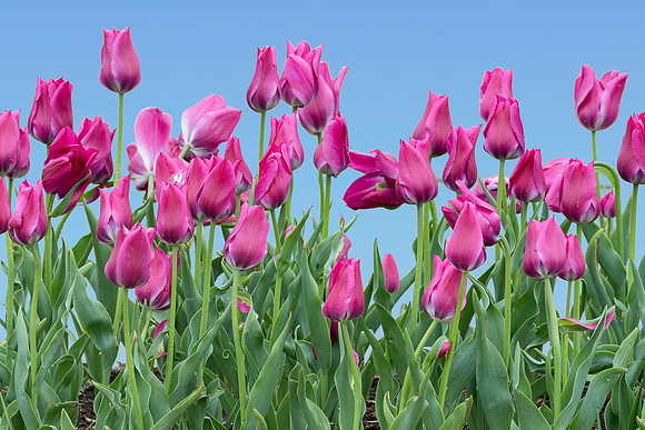 Tulips