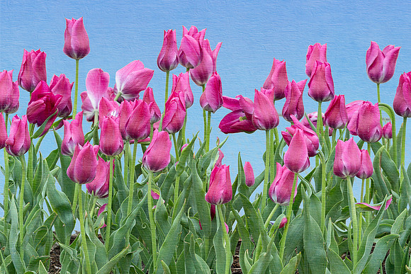 Tulips