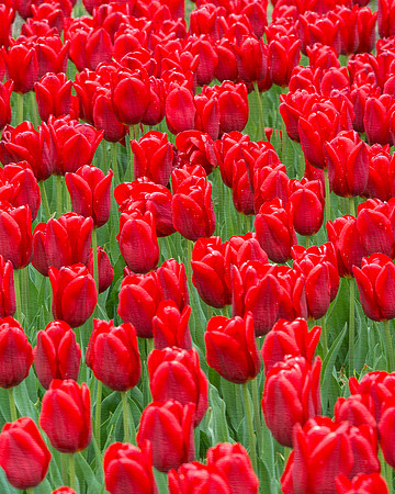 Red tulips