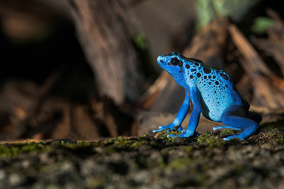 Blue poison frog