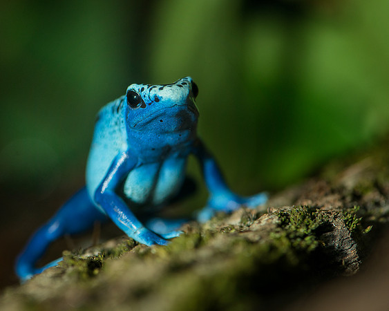 Blue poison frog