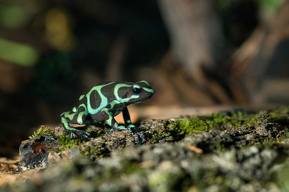 Green and black poison frog