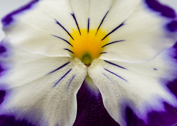 Pansy