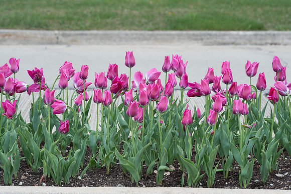 Tulips