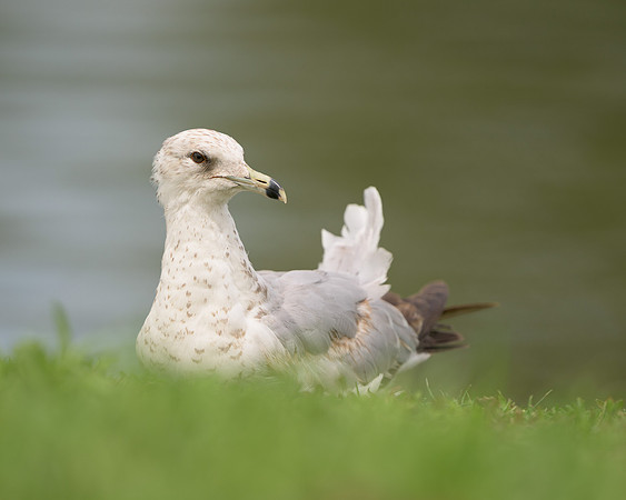 Gull