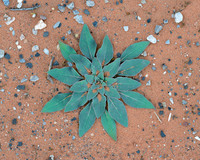 Desert Dandelion