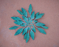 Desert Dandelion