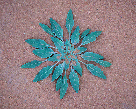 Desert Dandelion
