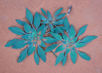 Desert Dandelion Bouquet