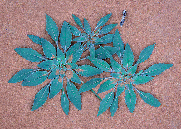 Desert Dandelion Bouquet