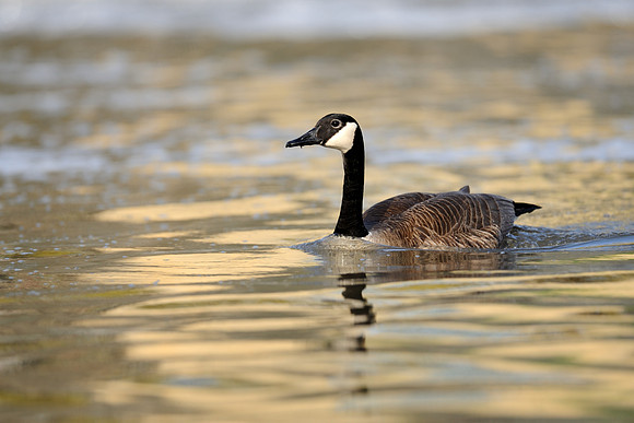 Canada goose