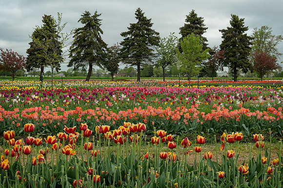 Tulip Garden