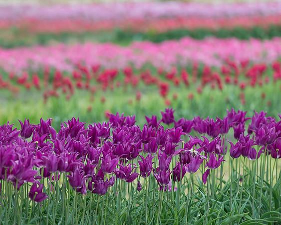 Tulip Garden