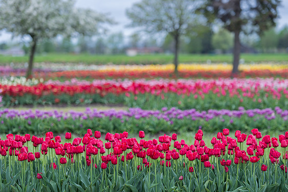 Tulip Garden