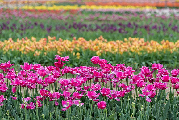 Tulip Garden