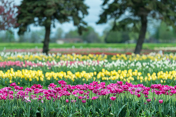 Tulip Garden