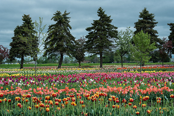 Tulip Garden