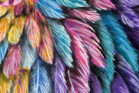 Feathers Wall Art