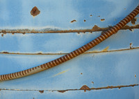 Rustic Abstract