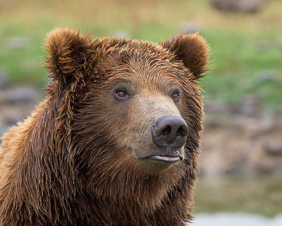 Grizzly bear