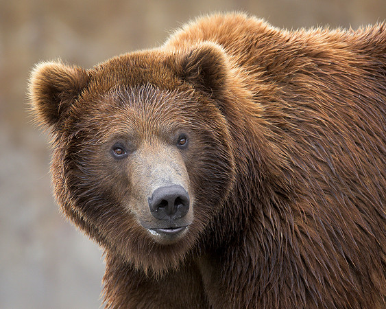 Grizzly bear