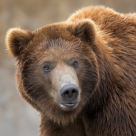 Grizzly bear