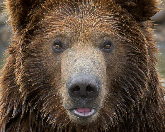 Grizzly bear