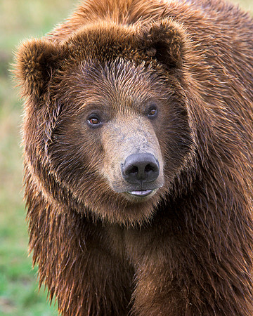 Grizzly bear
