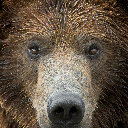 Grizzly bear